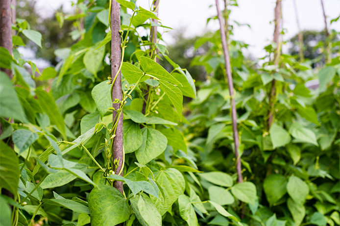 Plants wrapping around on wooden trellis