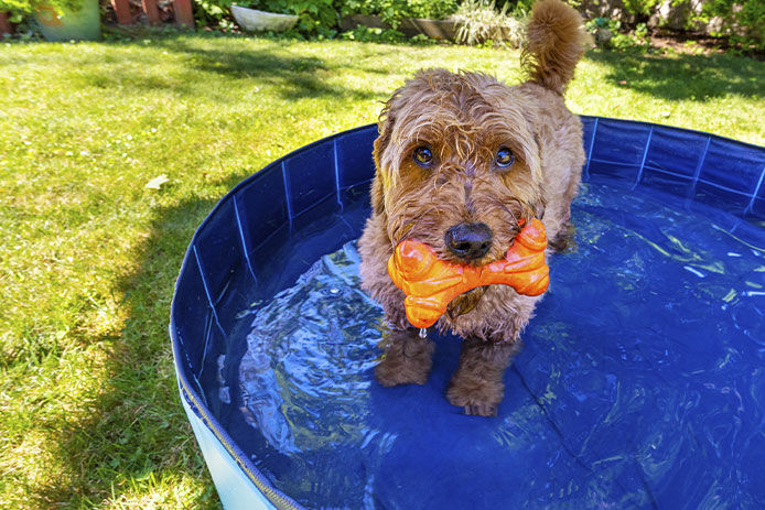 A cute and fluffy miniature Goldendoodle puppy is joyfully splashing in a small, turquoise pool on a hot summer day. The adorable pup is completely soaked and has water droplets on its soft, curly fur. In the background, the lush green grass and the blue sky create a perfect summertime setting for this playful scene.