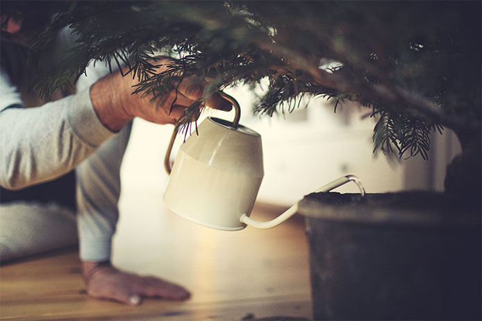Person using a small white watering can to water their christams tree