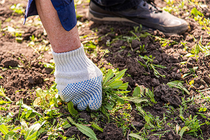 Person wearing gardening glove pulling weeds from the soil