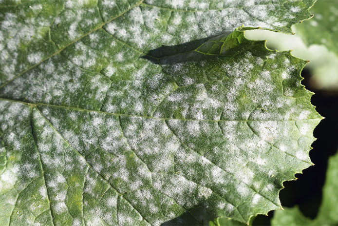 A white powdery mildew covering the entirety of a leaf
