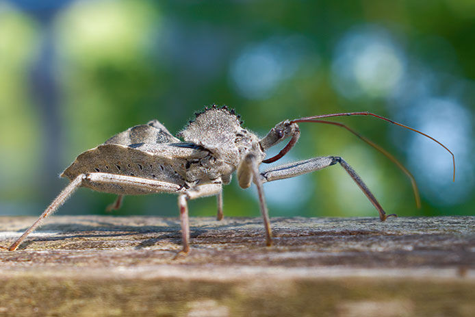 Close-up of a wheel bug on a piece of wood