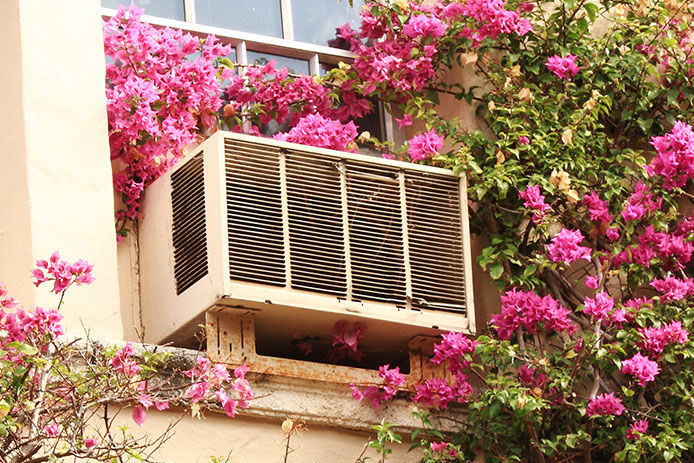 Heavy bougainvillea vines are climbing up a wall with a profusion of pink blooms, making even an old window airconditioning unit appear attractive. This tropical plant is a favorite in southern locales where they provide abundant color. Older established vines can cover a two story building when allowed to grow unchecked. These plants were found on buildings on Worth Ave in Palm Beach, Florida.