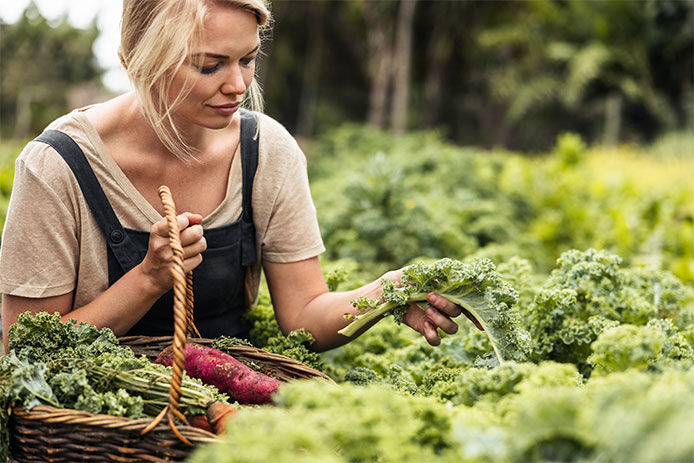 Self-sustainable young woman picking fresh kale in a vegetable garden. Young female gardener gathering fresh vegetables into a basket. Woman harvesting fresh produce on an organic farm.