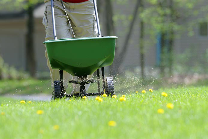 A man pushing a broadcast spreader fertilizing the lawn with weed prevention