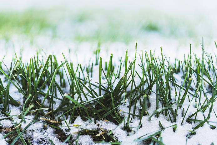 a close up of a snow cover lawn