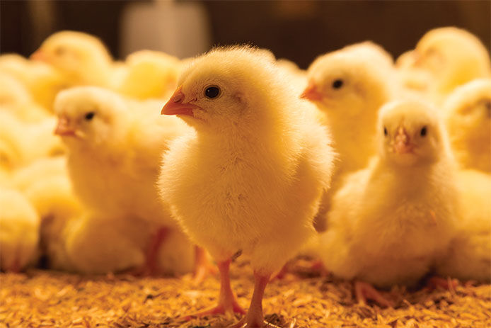 A group of adorable, fluffy, and bright yellow baby chickens huddled together in a cozy and warm brooder. They have tiny beaks, large eyes, and fuzzy down feathers that make them irresistible. 
