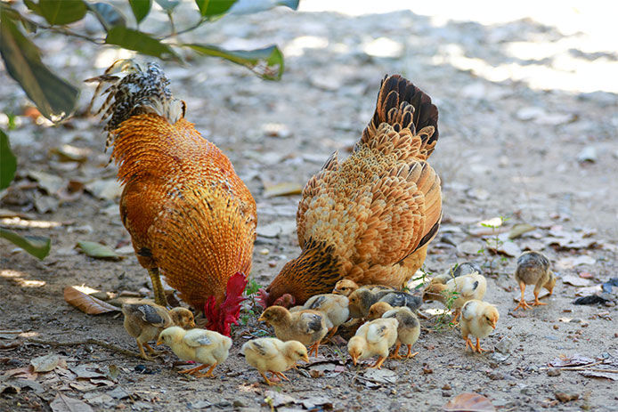 a mother hen and some of her adorable chicks foraging for food in a family compost pile. The focus is on the fluffy, yellow and brown chicks and the protective mother hen with her beak searching for food in the pile. The compost pile provides a natural and healthy source of food for the chickens, and also helps to reduce waste in an environmentally friendly manner. 