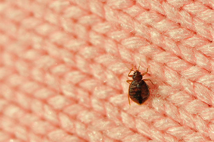 A tiny bed bug crawling on a a salmon colored blanket 