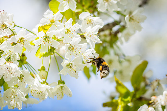 A black and yellow bumble bee smelling white budding flowers hanging from a tree