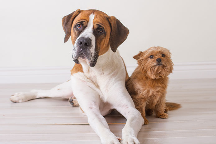 Extra Large Saint Bernard dog and small little yorki posing for a picture