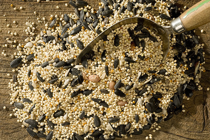 Bird seed spilling out of a metal scoop on wooden background
