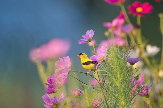 Small yellow bird among a variety of colorful flowers