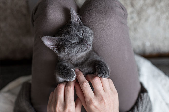 a small gray cat laying on their back in their owners lap getting a belly rub