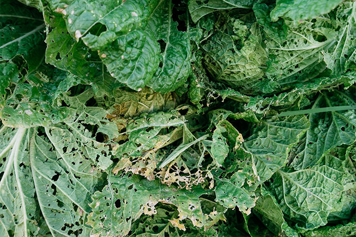 Close up view of vegetable leaves with chew holes from pests