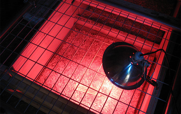 A chicken brooder is a heated enclosure used to raise young chickens, ducks, and other poultry. It typically consists of a container with a heat source, such as a heat lamp or heating pad, and a litter substrate, such as wood shavings or straw, to absorb moisture and provide insulation. The enclosure may also include a feeder and waterer, and should be cleaned regularly to maintain hygiene