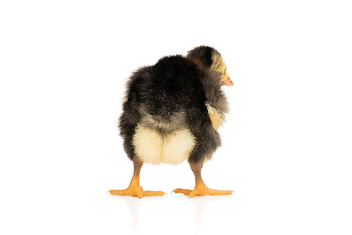 a close-up of a baby chicken's butt, isolated on a white background. The chick's fluffy, downy feathers and tiny, round body are visible, with its tail feathers slightly flared out.