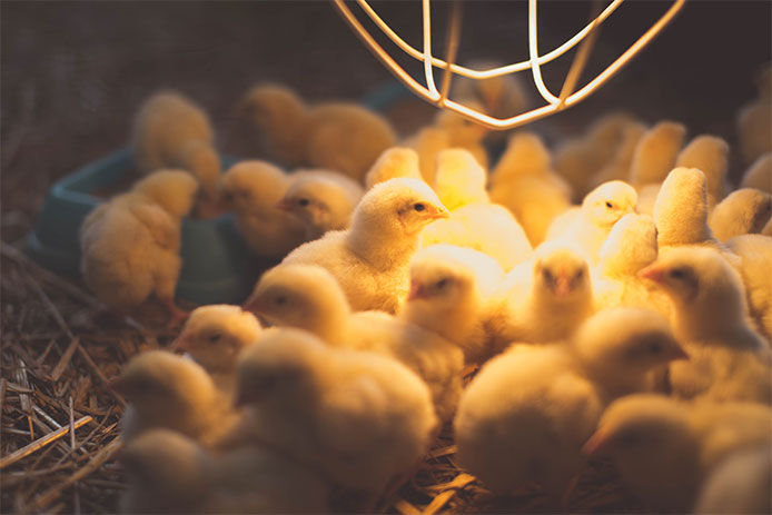 small chickens basking in the warm glow of a lamplight, with their eyes closed and feathers fluffed up in contentment. The chickens are likely under a heat lamp, which is essential for keeping them warm and comfortable, especially during colder seasons. The chickens are small and fluffy, with downy feathers and tiny beaks, making them cute and endearing creatures to behold.