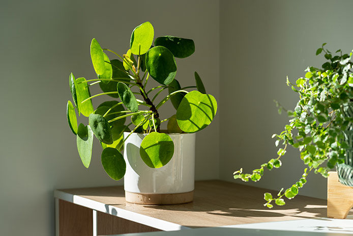 A couple plants on a small bookcase taking in the sunlight