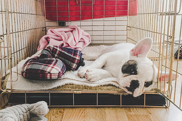 French Bulldog puppy resting inside a metal crate