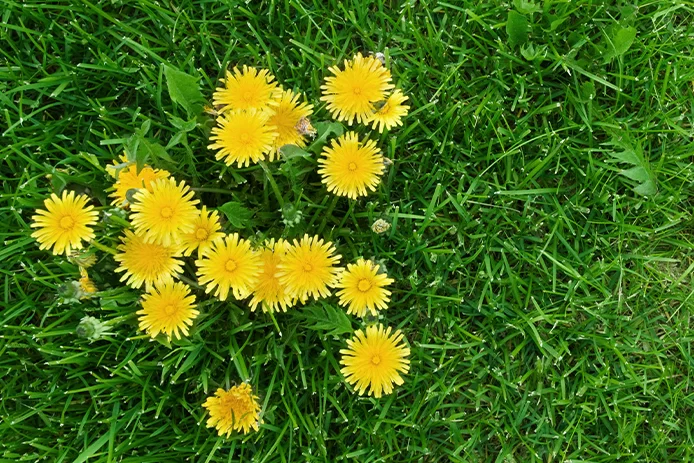 Dandelions