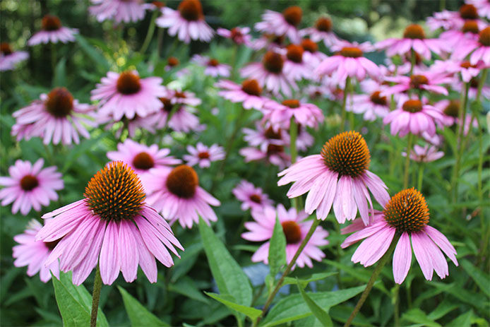 Pink coneflowers