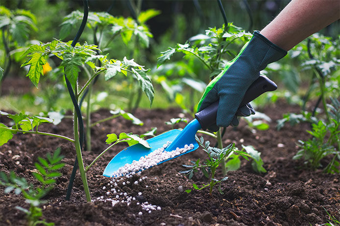 Person wearing gardening gloves sprinkling fertilizer with a handheld gardening shovel