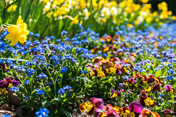 Bright, beautiful flowers in a flower bed