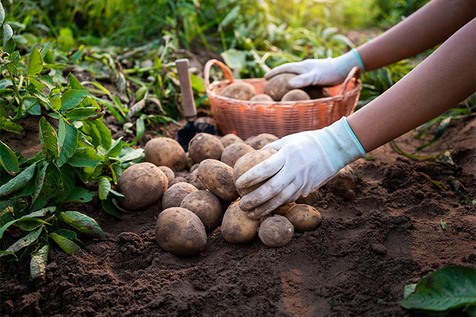 Wearing garden gloves while harvesting 