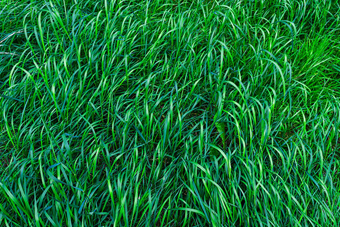 Lushious green grass with varying shades of green.