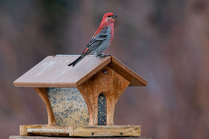 Bird sitting on top of a house feeder