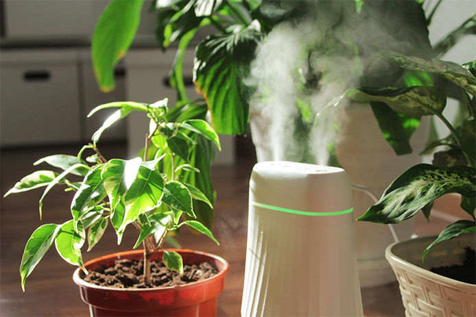 Plant beside a humidifier that is on