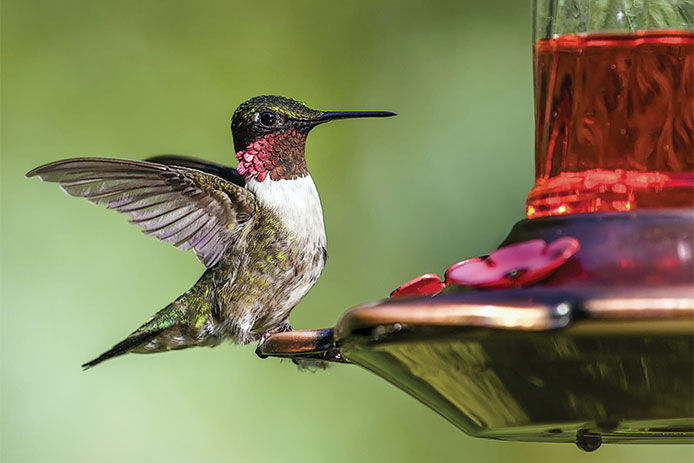 Hummingbird with wings spread open perched on the edge on a hummingbird feeder