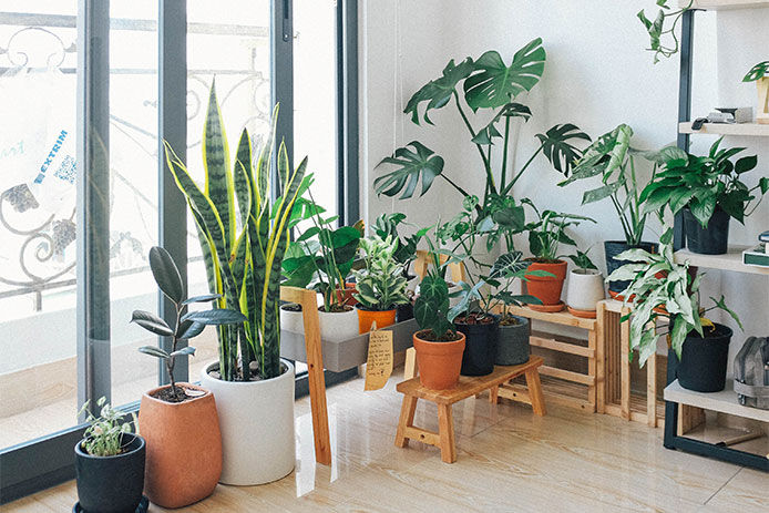 A living area with green plants in an apartment