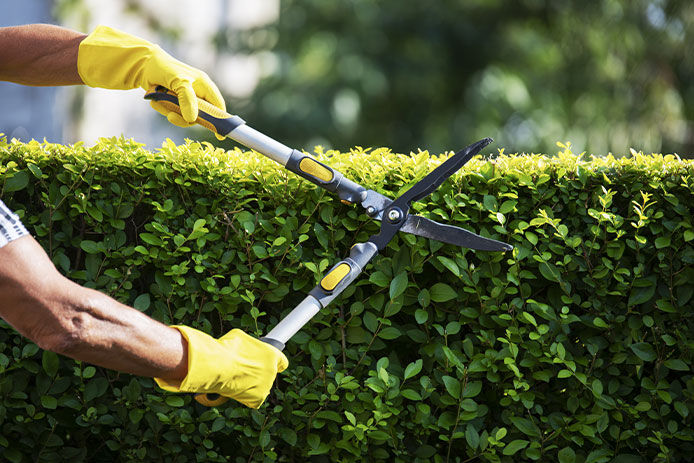 Close up of gardener's hands trimming a green hedge with pruning shears in a well-manicured garden.
