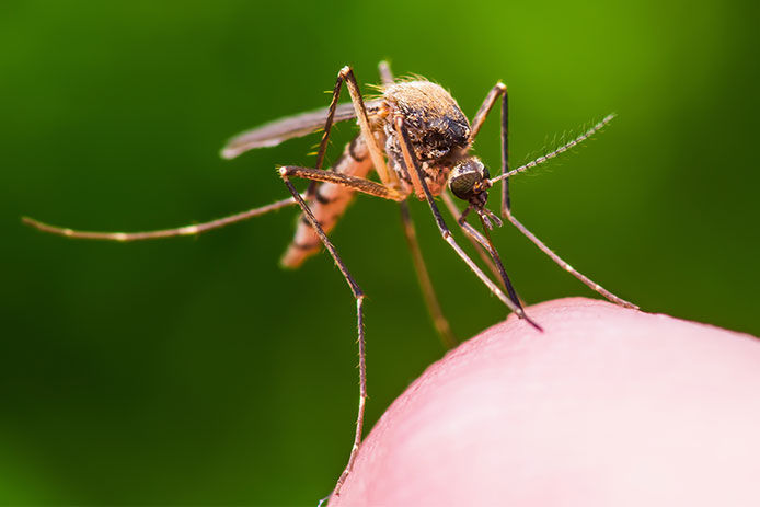 Close-up of a mosquito on a person's finger