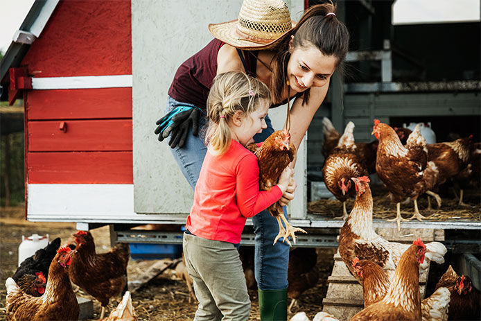 an urban farmer and her young daughter in a backyard chicken coop. The farmer is showing her daughter how to care for the chickens, holding one in her hands while the little girl looks on with curiosity. The coop is made of wood and wire mesh, with several chickens visible in the background.