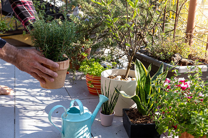 Moving potted plants back outdoors