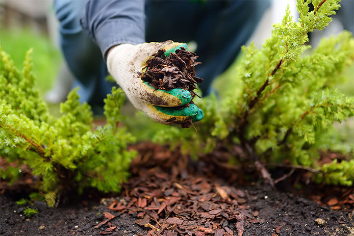 A close up image of a gardener mulching their garden bed in between plants 