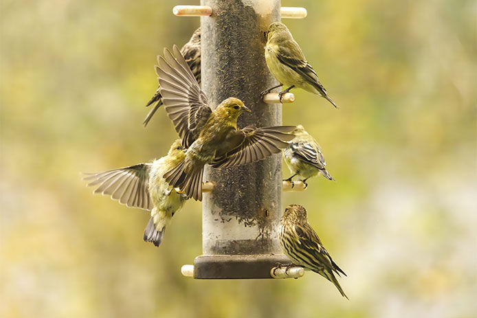Multiple birds surround bird feeder with seed in it