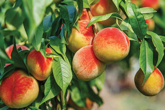 Peaches ready to be picked on a peach tree