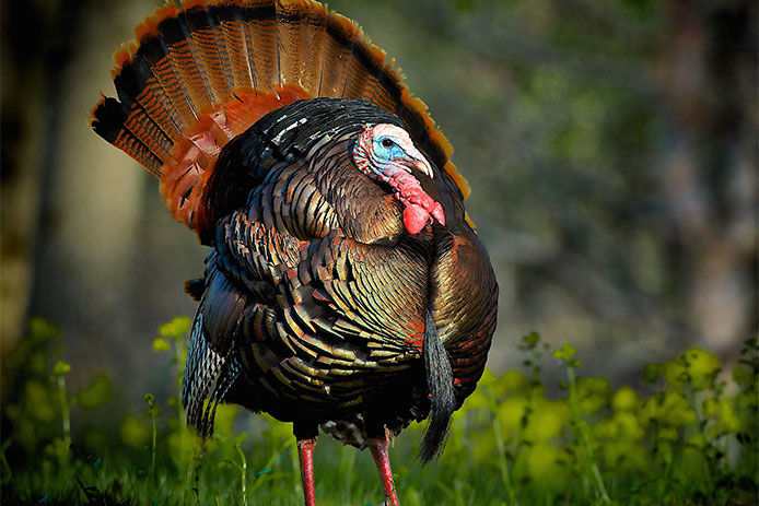 Wild turkey outside in the woods