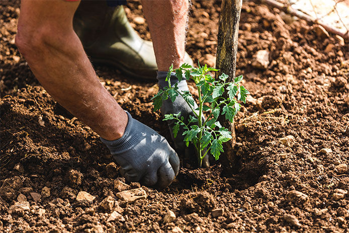 A close up of a man wearing gray gardening planting a tomatoe plant in an urban garden