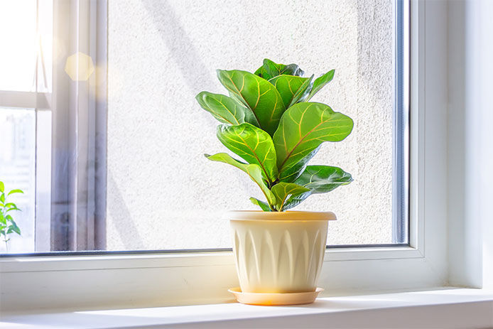 Potted plant sitting on th eledge beside a window with sunlight coming through