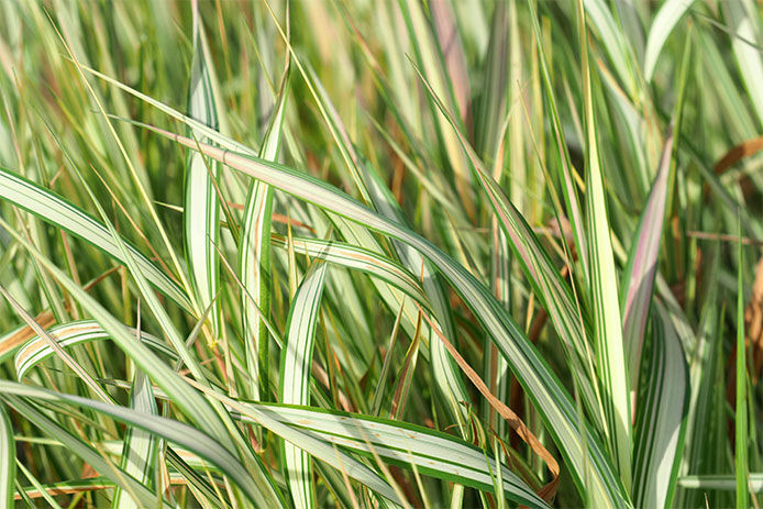 Ribbon grass