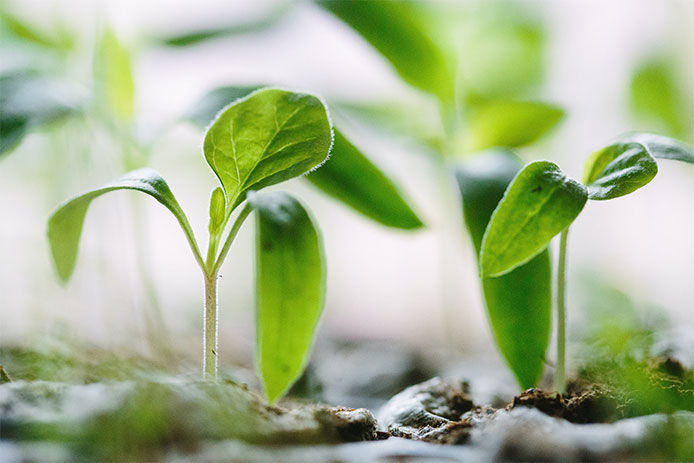 Small green plants coming out of the soil