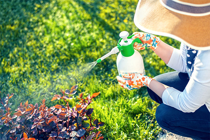 Woman spraying her plant with an insecticide