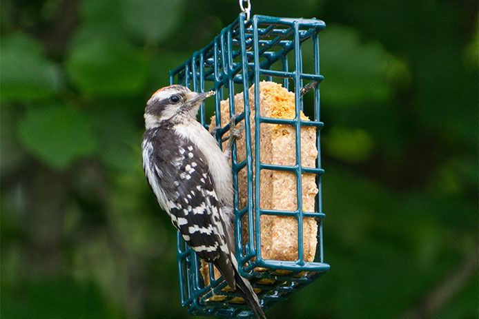 Bird perched on a green suet cage