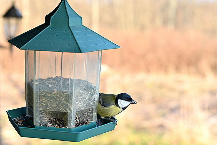 Bird perched on a green bird feeder filled with sunflower seeds