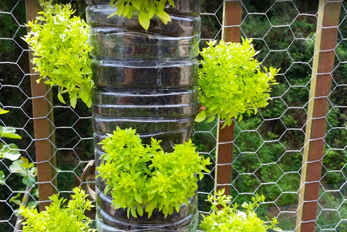 A close up image of plants growing inside of plastic bottles hanging from a wire fence outside 